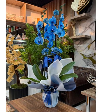 denizli canlı çiçek mavi orkide